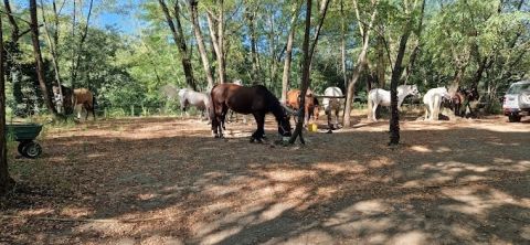 centre équestre à proximité du camping les châtaigniers à Ribes Ardeche